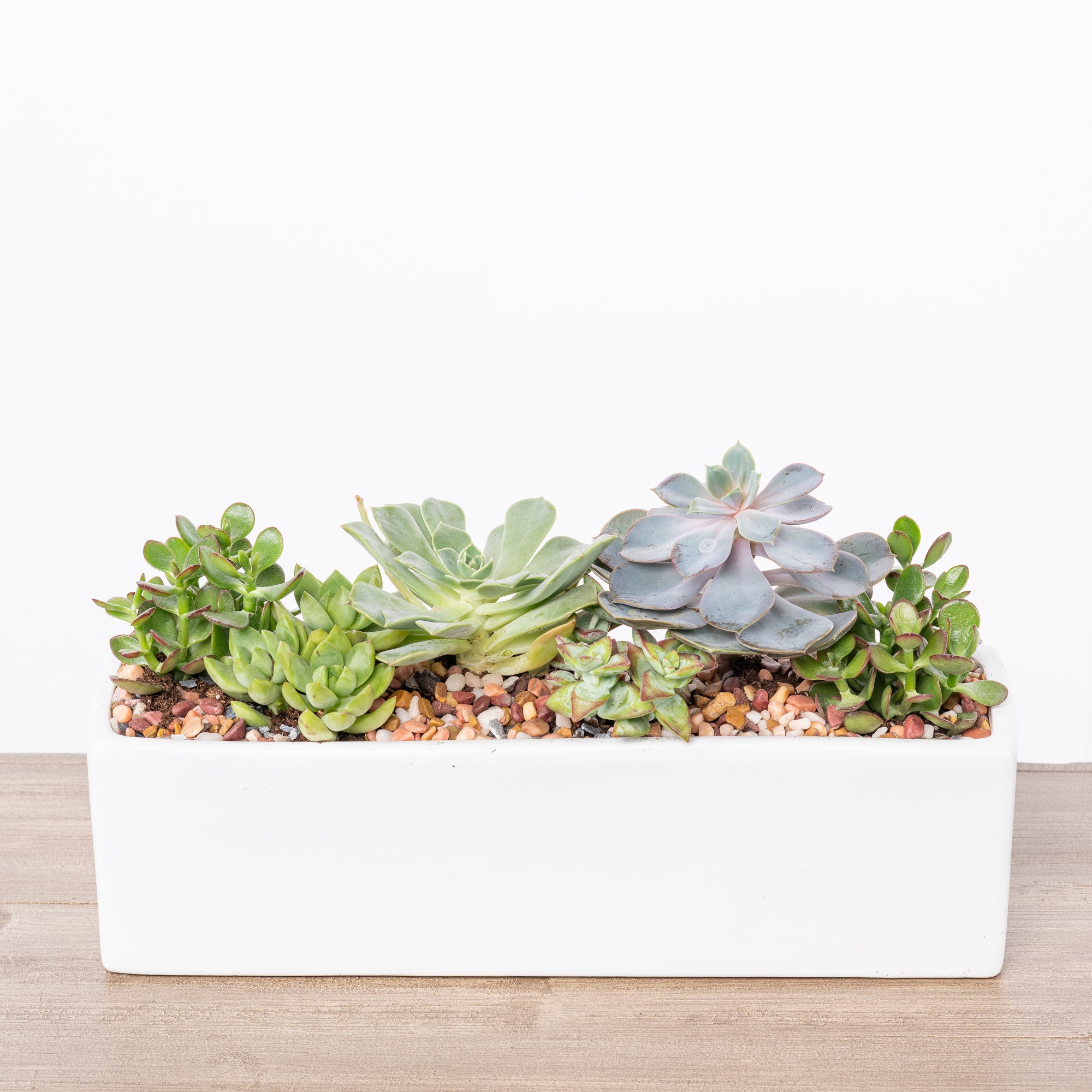 Whether you're looking to add a touch of greenery to your home or give a thoughtful, living gift, this succulent arrangement offers a stylish, stress-free way to connect with nature. Atlanta flower delivery