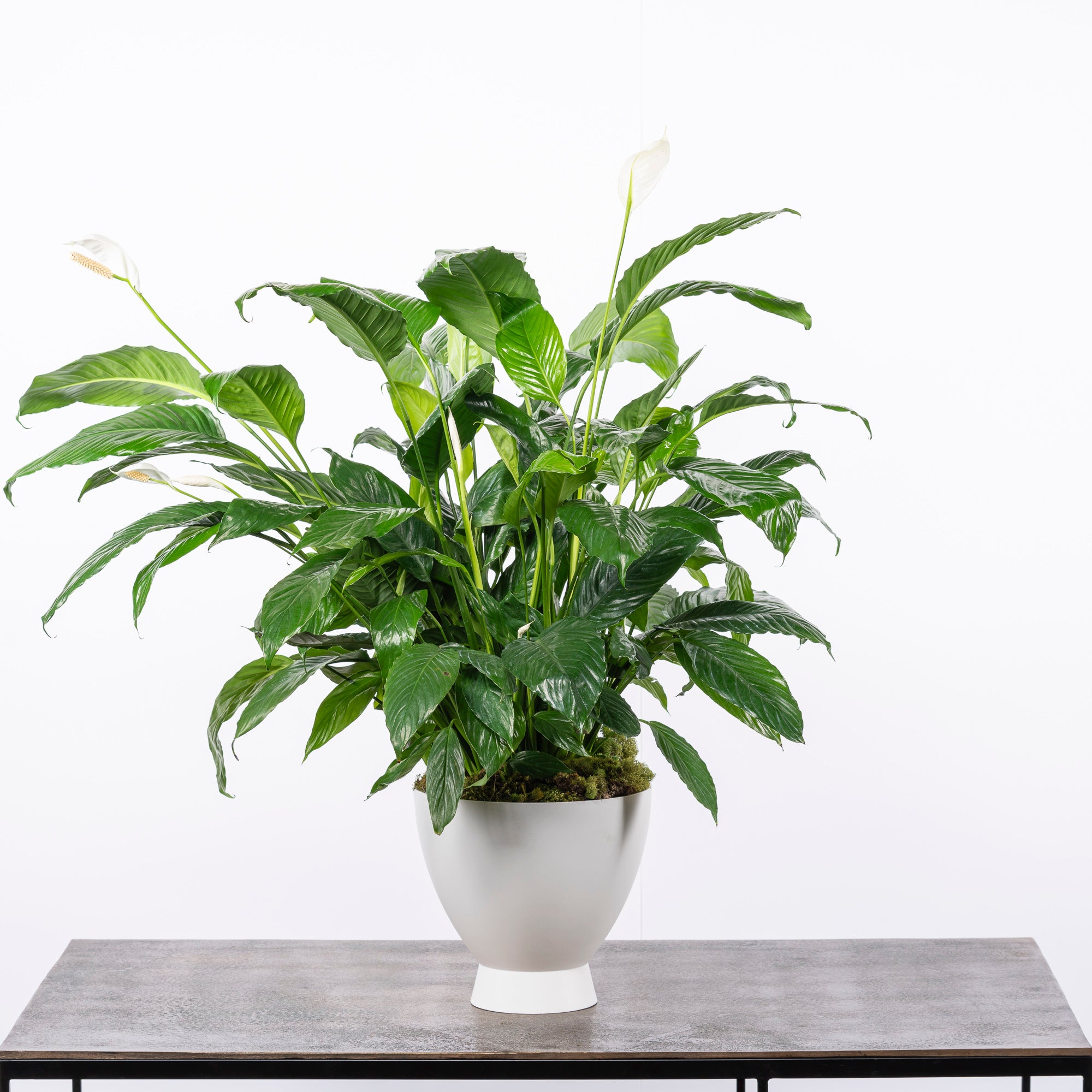 peace lily where to buy 8" Peace Lily