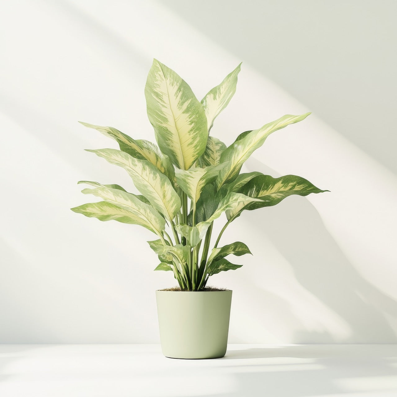 Camille Dieffenbachia (3–4 ft)