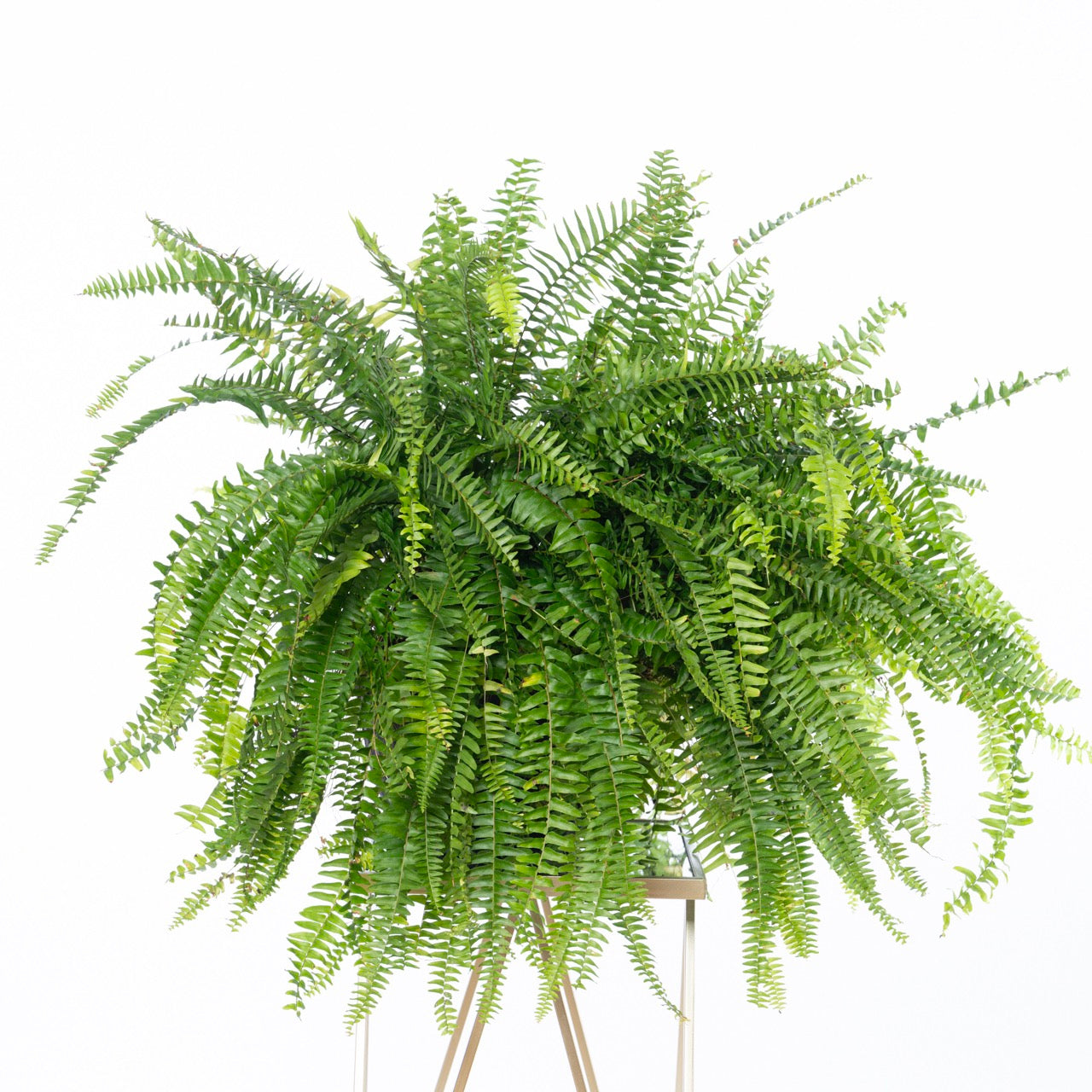 Fern (Large)