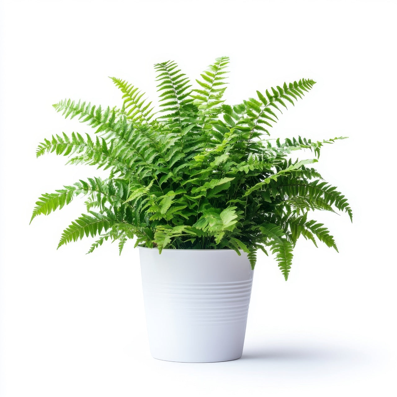Fern (Small)