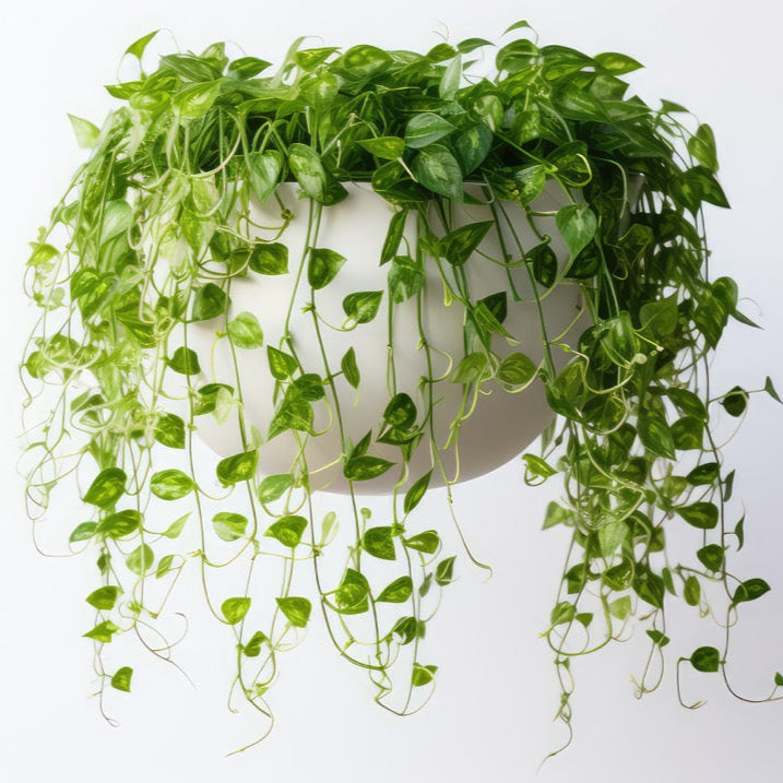 Pothos (Large)