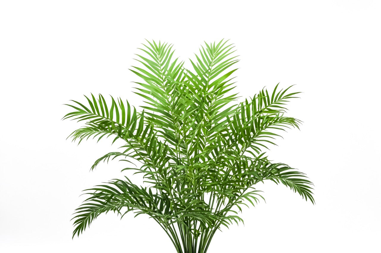 Palm (5'-6')