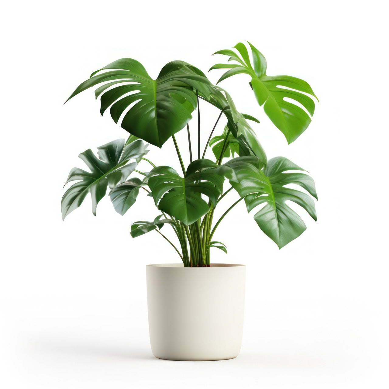 Tabletop Monstera