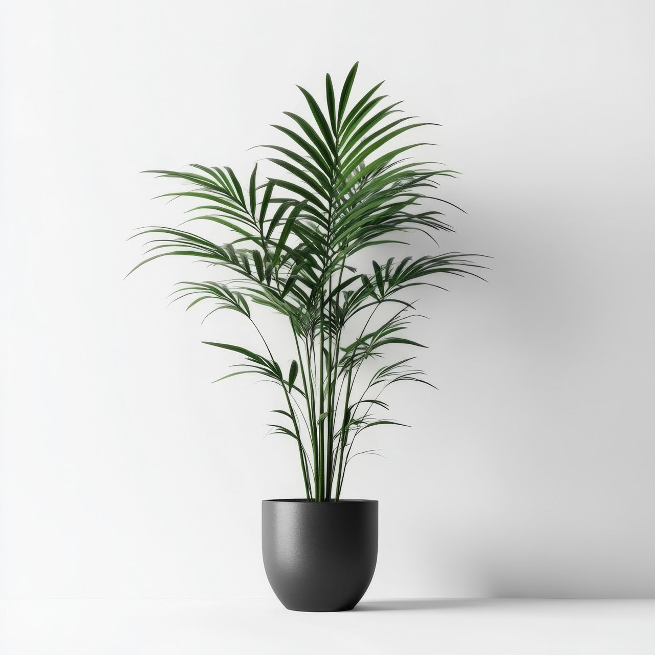 Palm (3'-4')