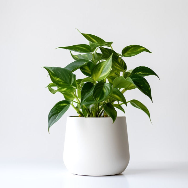 Pothos (Tabletop)