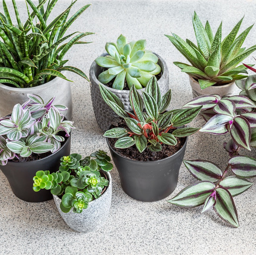 Succulents or Designed Succeulent Bowl