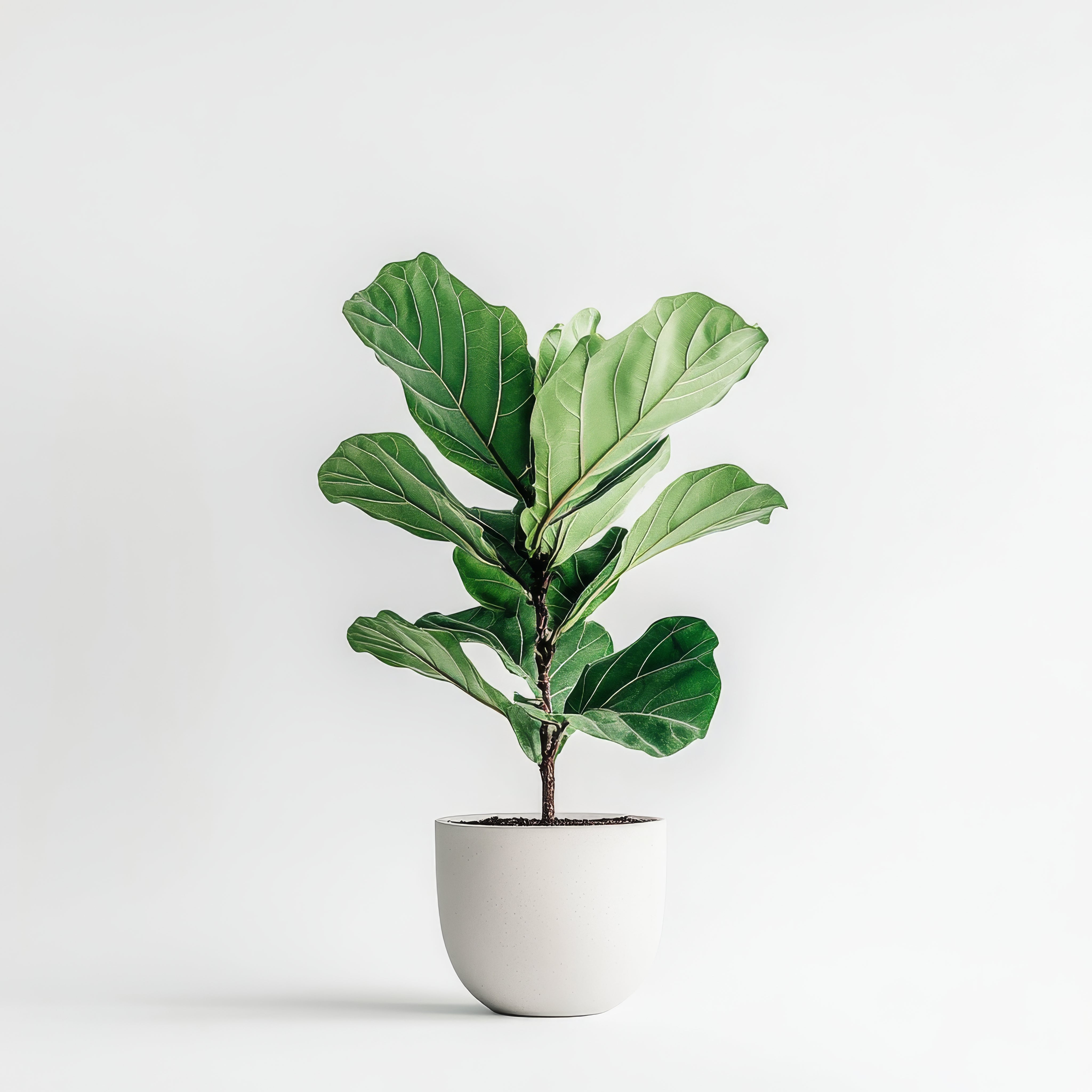Fiddle Leaf Fig Tree